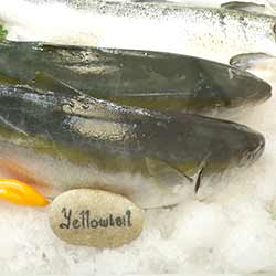 Fresh yellowtail in Cape Town